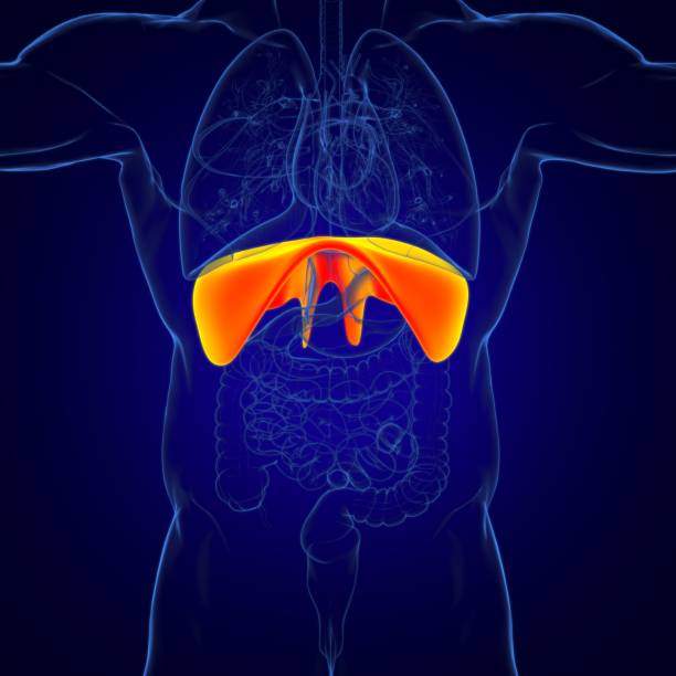 istock Diaphragm Human Respiratory System Anatomy For Medical Concept 3D Rendering 1268055369