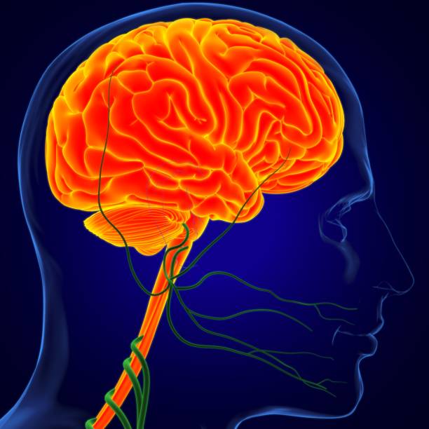 istock Human Brain Anatomy For Medical Concept 3D Rendering 1268055479