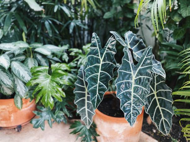 istock Alocasia Plant in clay pot 1268055539