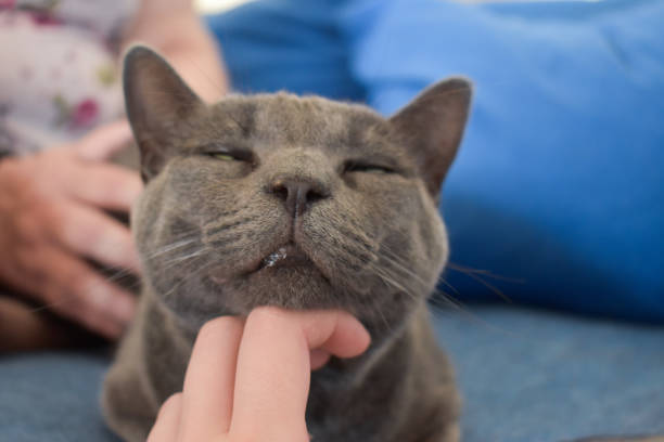 istock Petting a beautiful gray cat 1268055549