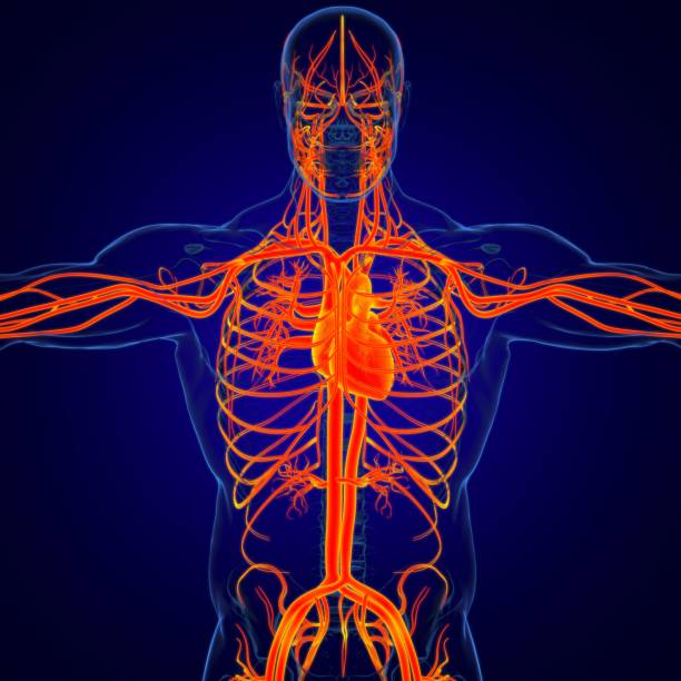 istock Human Heart With Circulatory System Anatomy For Medical Concept 3D 1268055582