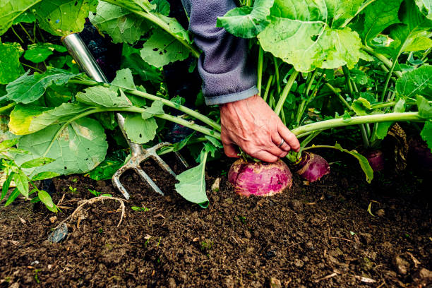 istock Harvesting turnips in vegetable garden 1268055804