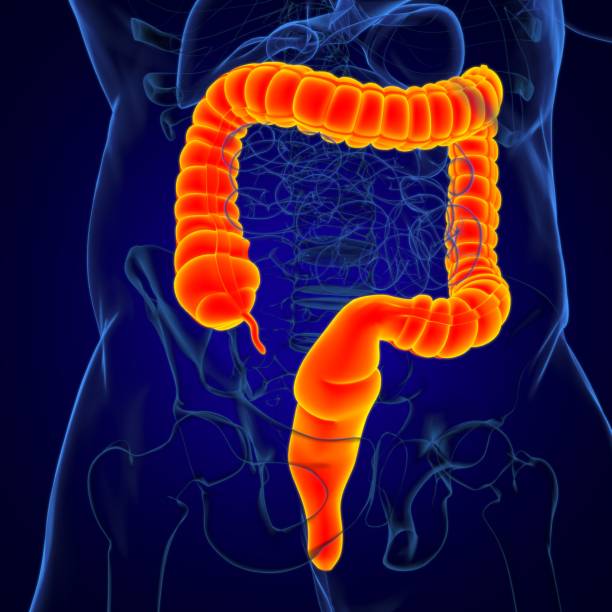 istock Large Intestine 3D Illustration Human Digestive System Anatomy 1268055843
