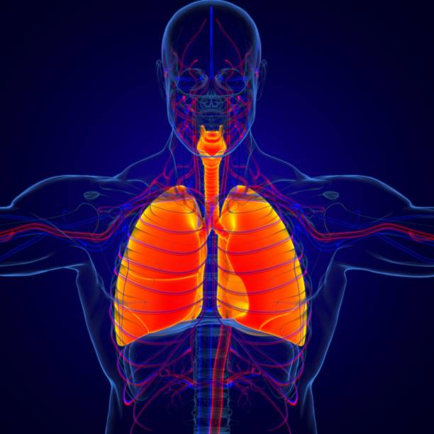 istock Lungs Human Respiratory System Anatomy For Medical Concept 3D Rendering 1268055929