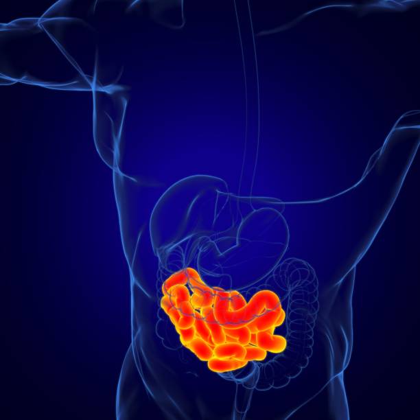 istock Small Intestine 3D Illustration Human Digestive System Anatomy 1268056827