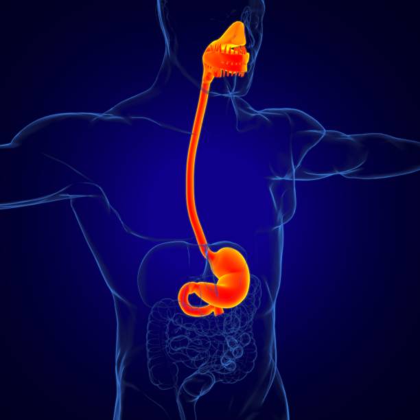 istock Stomach Anatomy Human Digestive System For Medical Concept 3D Rendering 1268056862