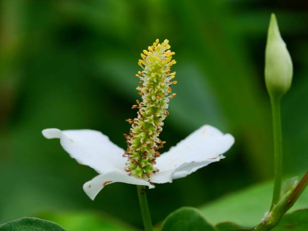 istock White flower of fish mint. 1268057104