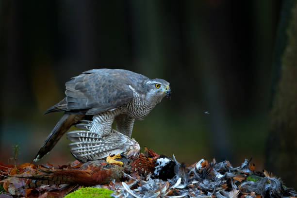 istock Bird bahaviour, wildlife scene from nature. Goshawk with killed Common Pheasant on the moss in green forest, bird of prey in the nature habitat, Germany.  Hawk predator with catch. 1268058500