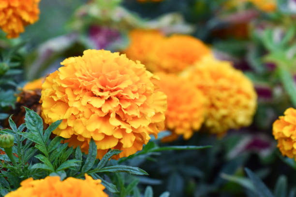 istock Beautiful orange flowers 1268058787
