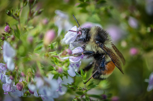 A tricolor bumblebee forages a mountain savory in summer.
