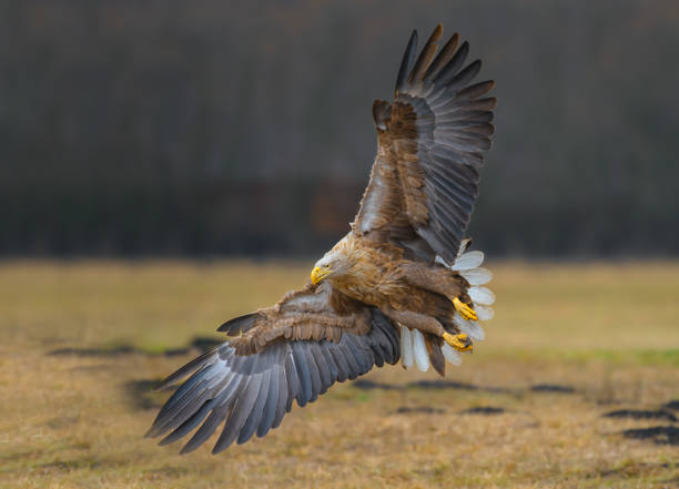 Sea Eagle flight shot in Poland