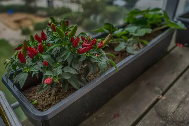 Photo of Red chilli plants in a pot