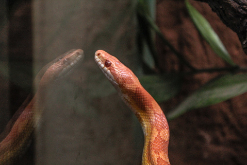 Snake and its reflection on the glass