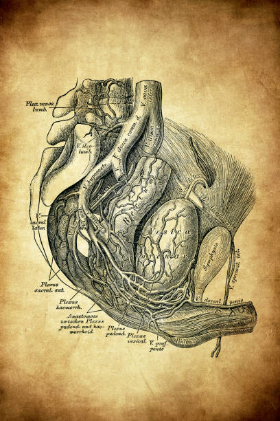 istock The veins of the male pelvis 1268062766