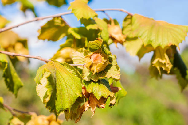 Hazelnuts ripen on a tree branch in farm garden with sunbeams. Nuts is a good source of dietary fiber, protein and vitamins for healthy weight loss diet. Organic eco hazel growing in home backyard.