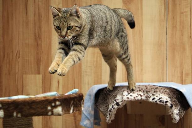 istock Closeup shot of a cute jumping grey cat 1268064308