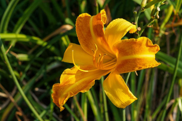 istock An orange lily flower in the sun 1268066866