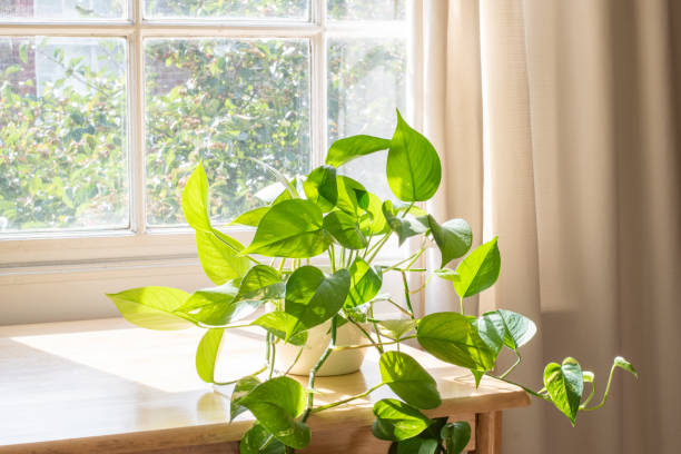 istock Potted Devils Ivy plant inside a beautiful new flat or apartment. 1268067653