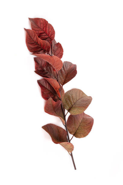istock Purple prunus branch 1268067715