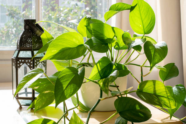 istock Potted Devils Ivy plant inside a beautiful new flat or apartment. 1268067806