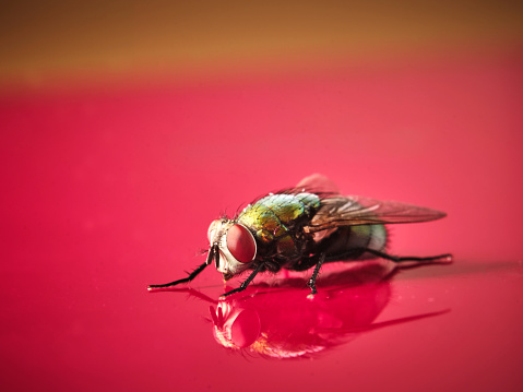 A macro closeup of a housefly on a red background.