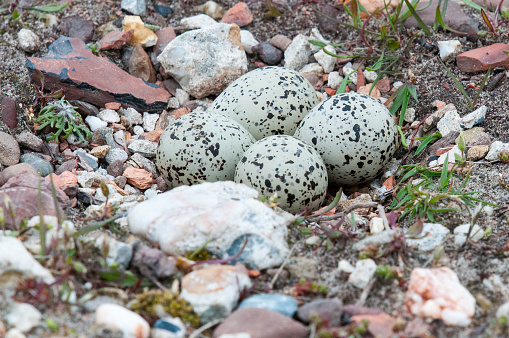 Four eggs in the nest of a common ringed plover.