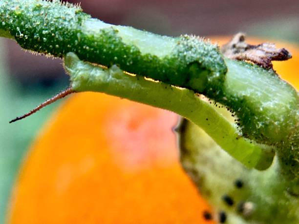 istock infant hornworm on a cherry tomato plant ( pre mortem ) / manduca sexta 1268069224