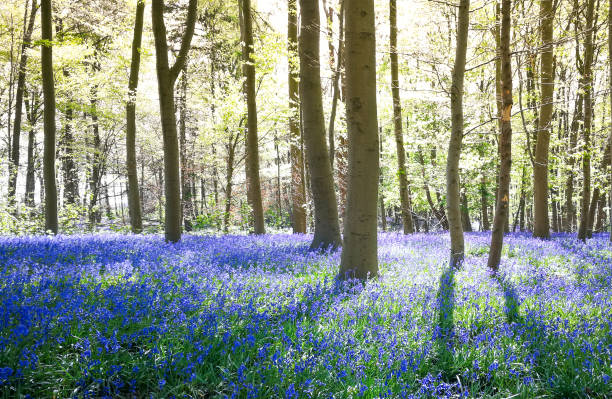 Bluebells covering a forest floor in England.