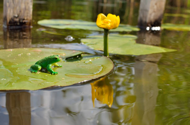Frog sitting on a lily pad in a pond.