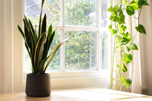 istock Potted snake plant inside a beautiful new home or flat 1268070696