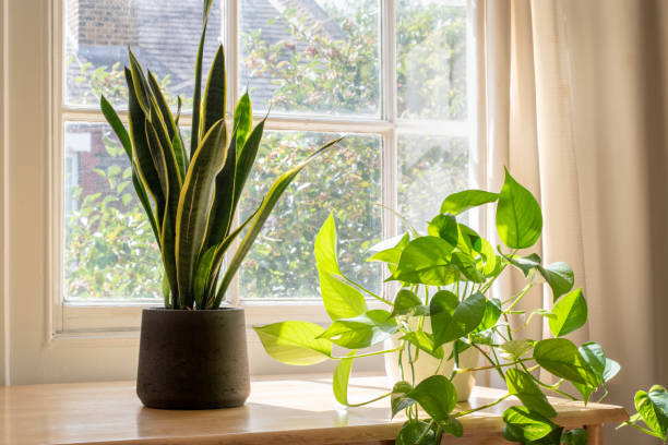 istock Potted snake plant inside a beautiful new home or flat 1268070733