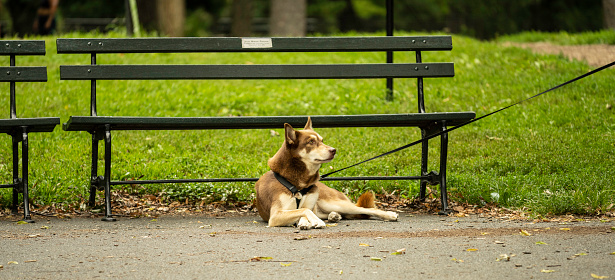 New York, NY, USA - August 23, 2020: A Siberian Husky seems reluctant to rise and follow its owner as it lies near a bench in Manhattan's Central Park on a hot summer day.