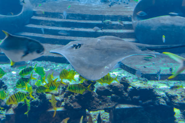 istock Sting ray swimming underwater. The short-tail stingray or smooth stingray (Bathytoshia brevicaudata) is a common species of sting-ray in the family Dasyatidae. Atlantis, Sanya, Hainan, China. 1268070753
