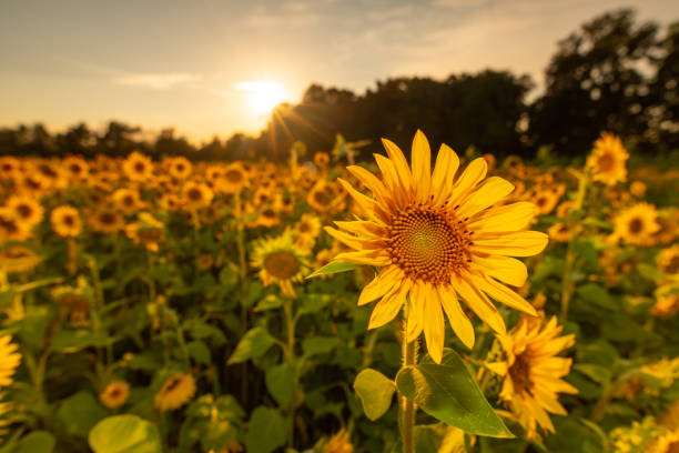 istock Field of Sunflowers 1268070975