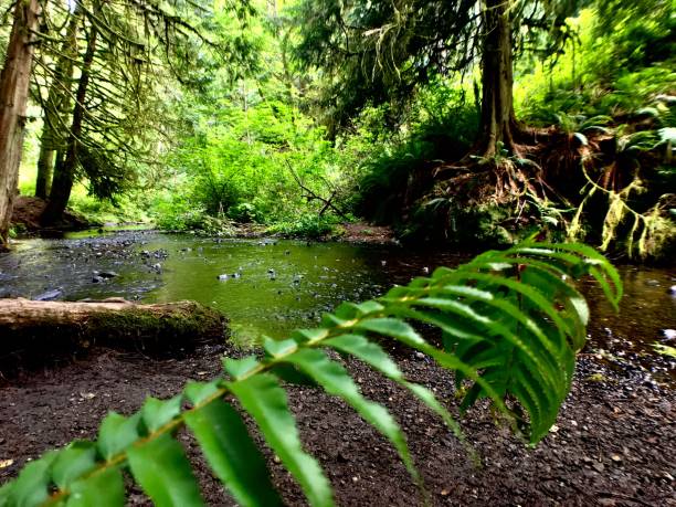 istock a green fern growing by a reflective slow flowing stream 1268071160
