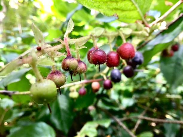 huckleberries maturi, maturi e verdi sulla vite / ericaceae - huckleberry finn foto e immagini stock