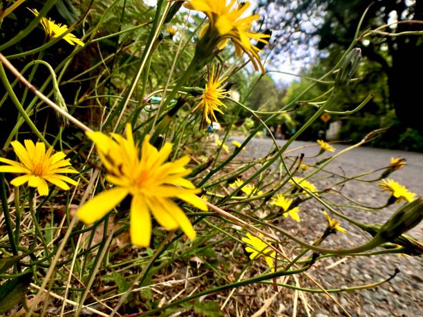 istock yellow taraxacum by the road / dandilion / asteraceae 1268071847