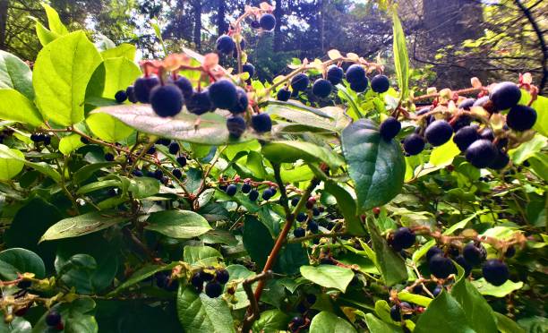 viti huckleberry a quanto l'occhio può vedere / ericaceae - huckleberry finn foto e immagini stock