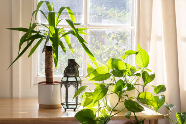 istock Potted yucca indoor plant inside a beautiful new home. 1268072394