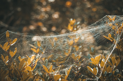 Cobweb on a greenery inside a canyon