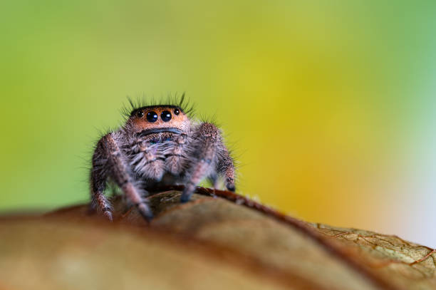 istock A female jumping spider (Phidippus regius) crawling on a dry leaf. Autumn warm colors, macro, sharp details. Beautiful huge eyes are looking at the camera. 1268073077