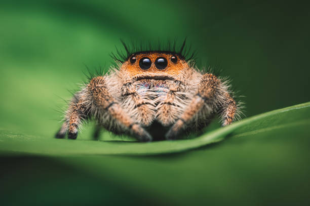istock Female jumping spider (Phidippus regius) crawling on a green leaf. Macro, big eyes, sharp details. Beautiful big eyes and big fangs. 1268073102