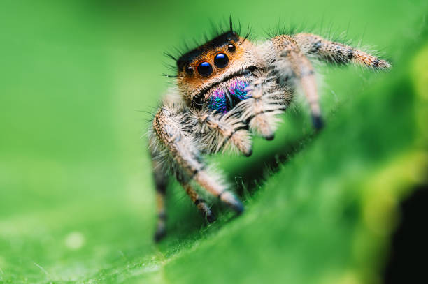 istock Female jumping spider (Phidippus regius) crawling on green. Macro, big eyes, sharp details. Beautiful big eyes and big fangs. 1268073103