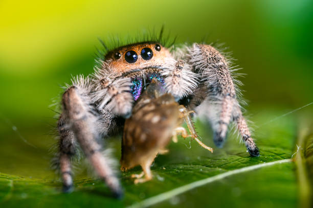 istock A jumping spider (Phidippus regius) eating its prey cockroach on a green leaf. Macro, big eyes, sharp details. Beautiful big eyes and big fangs. 1268073107