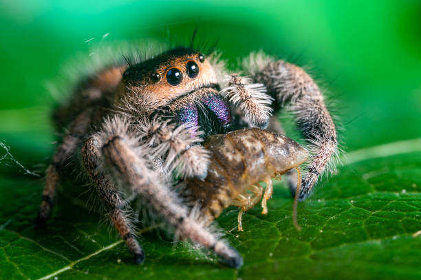 istock A jumping spider (Phidippus regius) eating its prey cockroach on a green leaf. Macro, big eyes, sharp details. Beautiful big eyes and big fangs. 1268073109