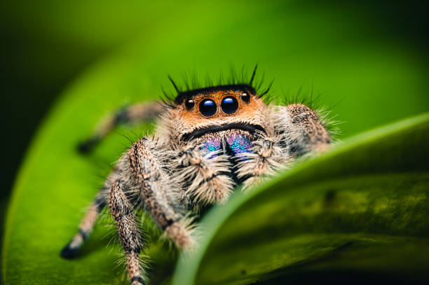 istock Female jumping spider (Phidippus regius) crawling on green. Macro, big eyes, sharp details. Beautiful big eyes and big fangs. 1268073113
