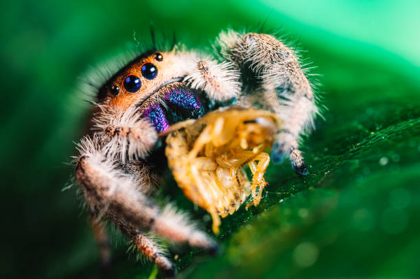 istock A jumping spider (Phidippus regius) eating its prey cockroach on a green leaf. Macro, big eyes, sharp details. Beautiful big eyes and big fangs. 1268073121