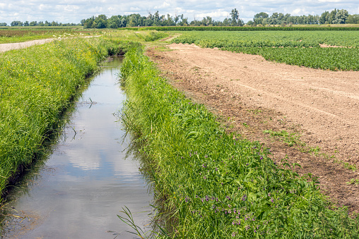 Blue sky with white clouds reflected in a Dutch polder ditch. Next to the ditch is a field where celery crop is grown and partially has been harvested already. It is a sunny day in the summer season.