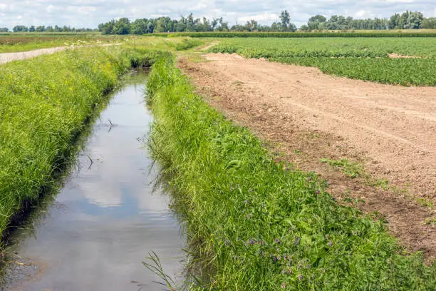 Blue sky with white clouds reflected in a Dutch polder ditch. Next to the ditch is a field where celery crop is grown and partially has been harvested already. It is a sunny day in the summer season.