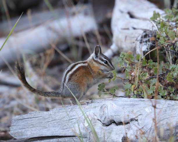 istock Cute Little Chipmunk Eating Berries 1268073149